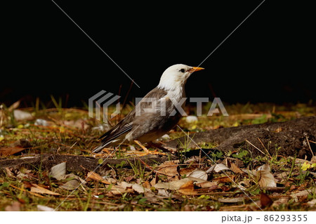 餌を探して何かを見つめるシロムクドリ 86293355
