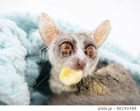 バナナを食べるショウガラゴ バナナを食べるショウガラゴ 86293488