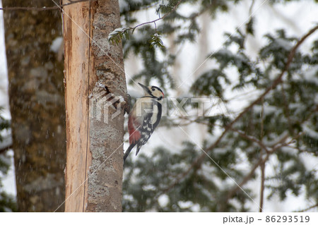 アカゲラ＿赤啄木鳥＿キツツキ科＿きつつき科 86293519