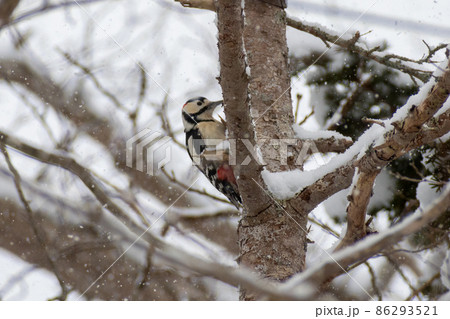 アカゲラ＿赤啄木鳥＿キツツキ科＿きつつき科 86293521