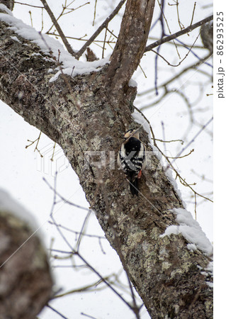 アカゲラ＿赤啄木鳥＿キツツキ科＿きつつき科 86293525