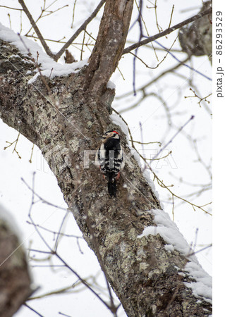 アカゲラ＿赤啄木鳥＿キツツキ科＿きつつき科 86293529