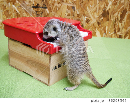 2本足で立ってピアノで遊ぶミーアキャット 2本足で立ってピアノで遊ぶミーアキャット 86293545