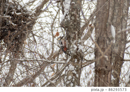 オオアカゲラ＿大赤啄木鳥＿キツツキ科＿きつつき科 86293573