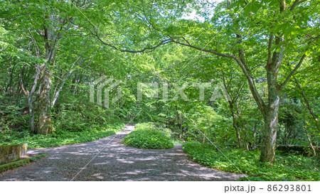 大山の初夏・新緑トレッキングのイメージ（木谷沢渓流） 86293801