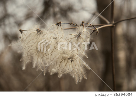 Seed of Clematis vitalba or Old Man's Beard in spring Seed of Clematis vitalba or Old Man's Beard in spring 86294004