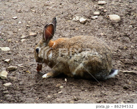 餌を食べるうさぎ 86294532