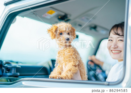 車でお出かけする犬と男女（車内） 86294585