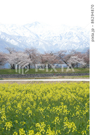 残雪の立山連峰を背景に菜の花畑が広がる 残雪の立山連峰を背景に菜の花畑が広がる 86294870