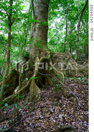 2457　オキナワウラジロガシ 86294988