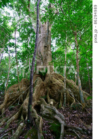 2458　オキナワウラジロガシ 86294989