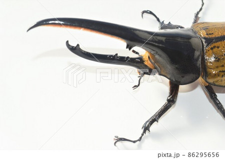ヘラクレスオオカブトのヘラクレスヘラクレス　白背景 86295656