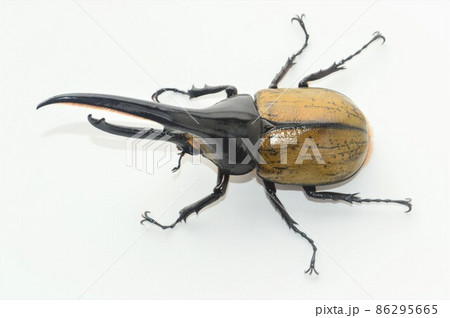 ヘラクレスオオカブトのヘラクレスヘラクレス　白背景 86295665