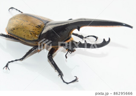 ヘラクレスオオカブトのヘラクレスヘラクレス 白背景 ヘラクレスオオカブトのヘラクレスヘラクレス 白背景 86295666