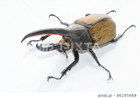 ヘラクレスオオカブトのヘラクレスヘラクレス　白背景 86295668