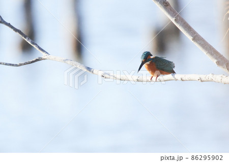 手賀沼の野鳥冬 カワセミ 手賀沼の野鳥冬 カワセミ 86295902