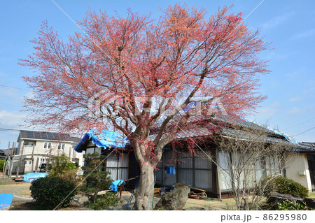 我家からの眺め　2021年春　　＃53 86295980