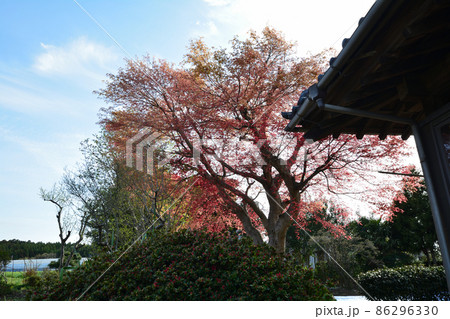 我家からの眺め 2021年春 #61 我家からの眺め 2021年春 #61 86296330