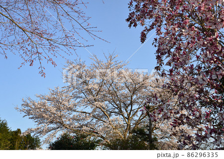 我家からの眺め 2021年春 #65 我家からの眺め 2021年春 #65 86296335