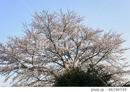 我家からの眺め 2021年春 #72 我家からの眺め 2021年春 #72 86296590