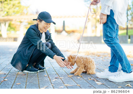 犬の散歩中に挨拶する女性たち 犬の散歩中に挨拶する女性たち 86296604