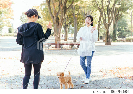 犬の散歩中に挨拶する女性たち 86296606