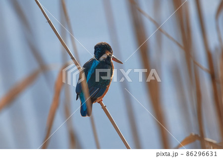 手賀沼の野鳥冬 カワセミ 手賀沼の野鳥冬 カワセミ 86296631