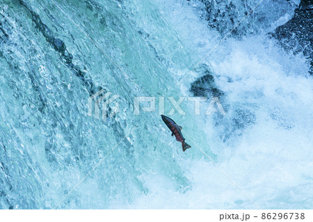 マスの遡上（さくらの滝・北海道清里町） 86296738