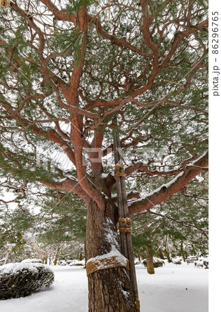兼六園 雪吊り、下から見た風景 兼六園 雪吊り、下から見た風景 86296765