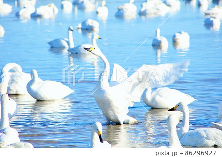 千葉県 印西市 白鳥の郷 千葉県 印西市 白鳥の郷 86296927