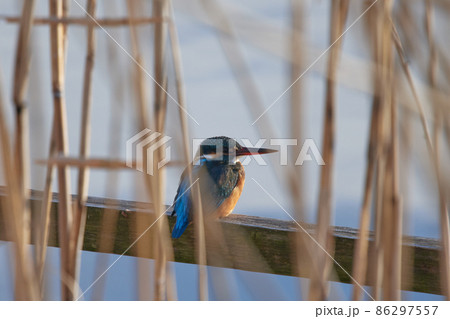 手賀沼の野鳥冬　カワセミ 86297557