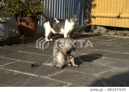たけはら町並み保存地区のネコたち1　広島県竹原市 86297920