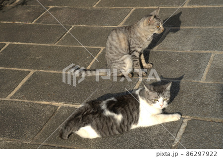 たけはら町並み保存地区のネコたち3 広島県竹原市 たけはら町並み保存地区のネコたち3 広島県竹原市 86297922