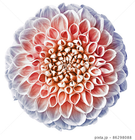 Dahlia flower on a white isolated background. Closeup. Nature. Dahlia flower on a white isolated background. Closeup. Nature. 86298088