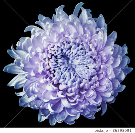 flower blue chrysanthemum . Flower isolated on black  background. No shadows with clipping path. Close-up. Nature. 86298091
