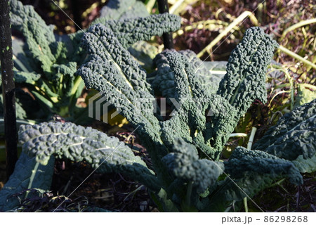 カーボロネロ・イタリア野菜 黒キャベツ 86298268