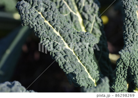カーボロネロ・イタリア野菜 黒キャベツ カーボロネロ・イタリア野菜 黒キャベツ 86298269