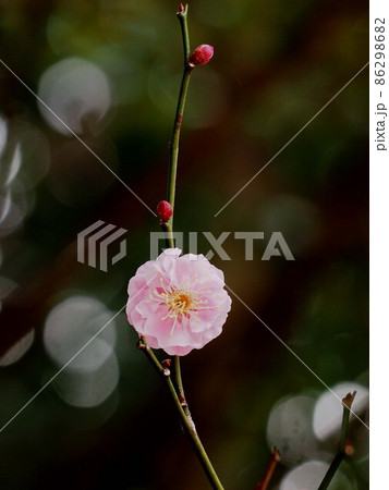 枝についたピンクの梅の花(白っぽい紅梅) 枝についたピンクの梅の花(白っぽい紅梅) 86298682