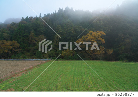 朝霧に包まれた紅葉の森4 岡山県井原市美星町 朝霧に包まれた紅葉の森4 岡山県井原市美星町 86298877