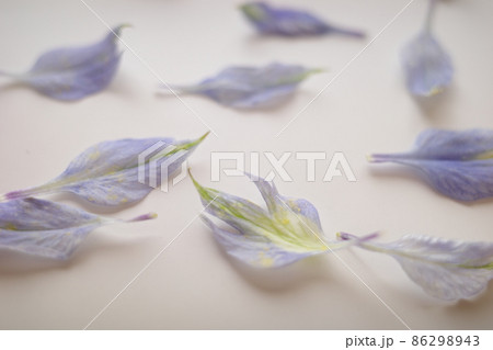 散った青い花びら 86298943