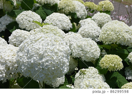 赤レンガ倉庫前　紫陽花 86299598