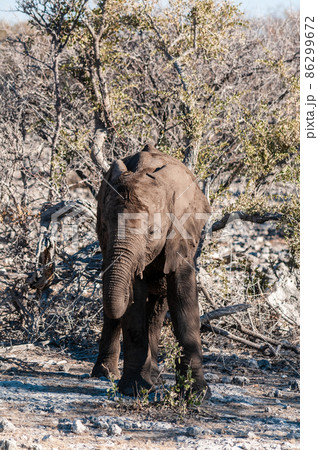 Closeup of a young african Elephant Closeup of a young african Elephant 86299672