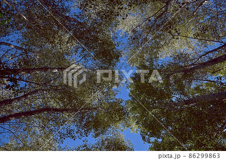 Set of large trees seen from below Set of large trees seen from below 86299863