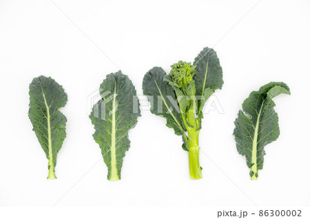 ブロッコリーとケールの掛け合わせ アレッタ ブロッコリーとケールの掛け合わせ アレッタ 86300002