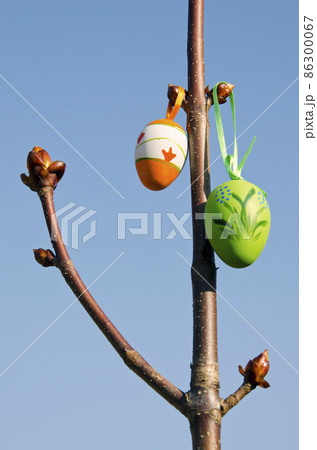 easter eggs on conker branches easter eggs on conker branches 86300067