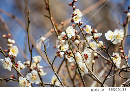梅の花 梅の花 86300153