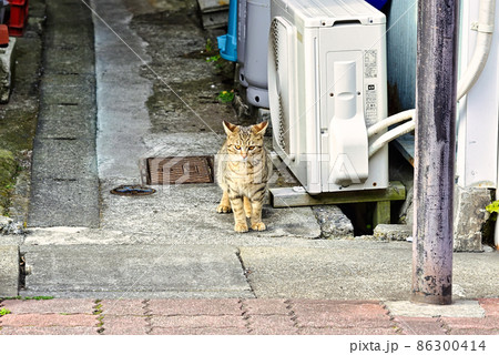 路地の猫 路地の猫 86300414