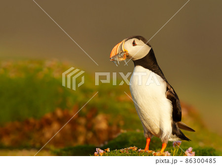 Atlantic puffin with sand eels standing on grass in summer 86300485