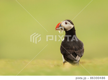 Atlantic puffin with sand eels on green grass Atlantic puffin with sand eels on green grass 86300486