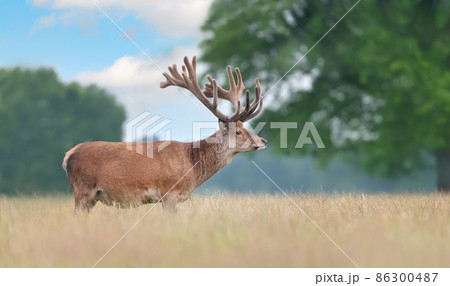 Red deer stag with velvet antlers in summer 86300487